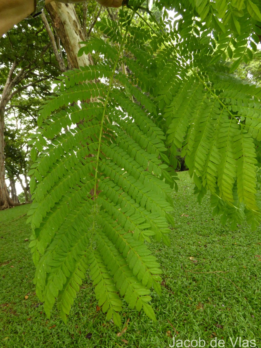Jacaranda mimosifolia D.Don